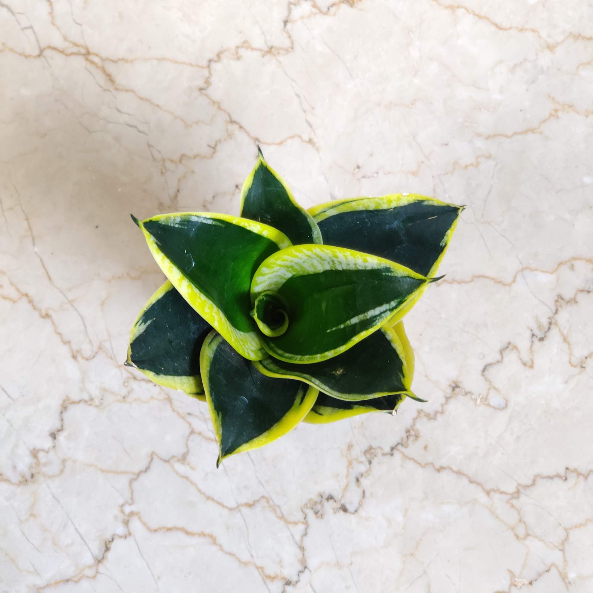 Sansevieria trifasciata 'Golden Hahnii' 8.5 cm pot