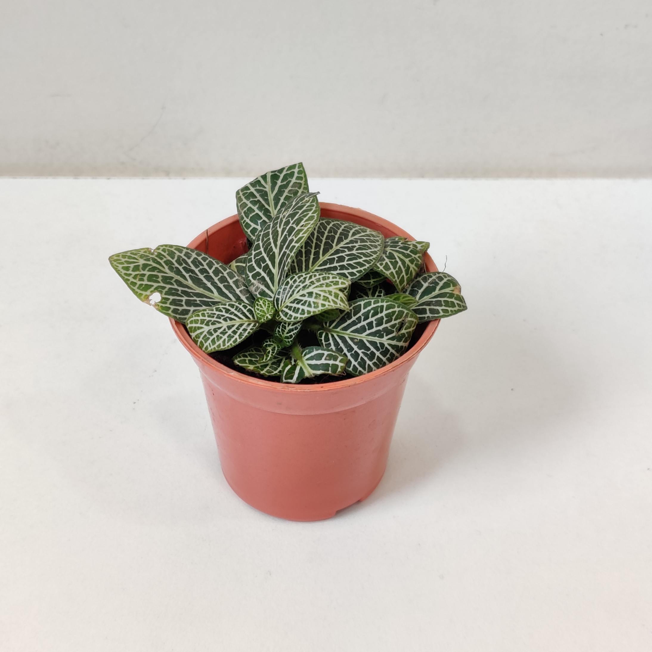 Fittonia Root Bridges 'Green' Plants 5.5 cm pot