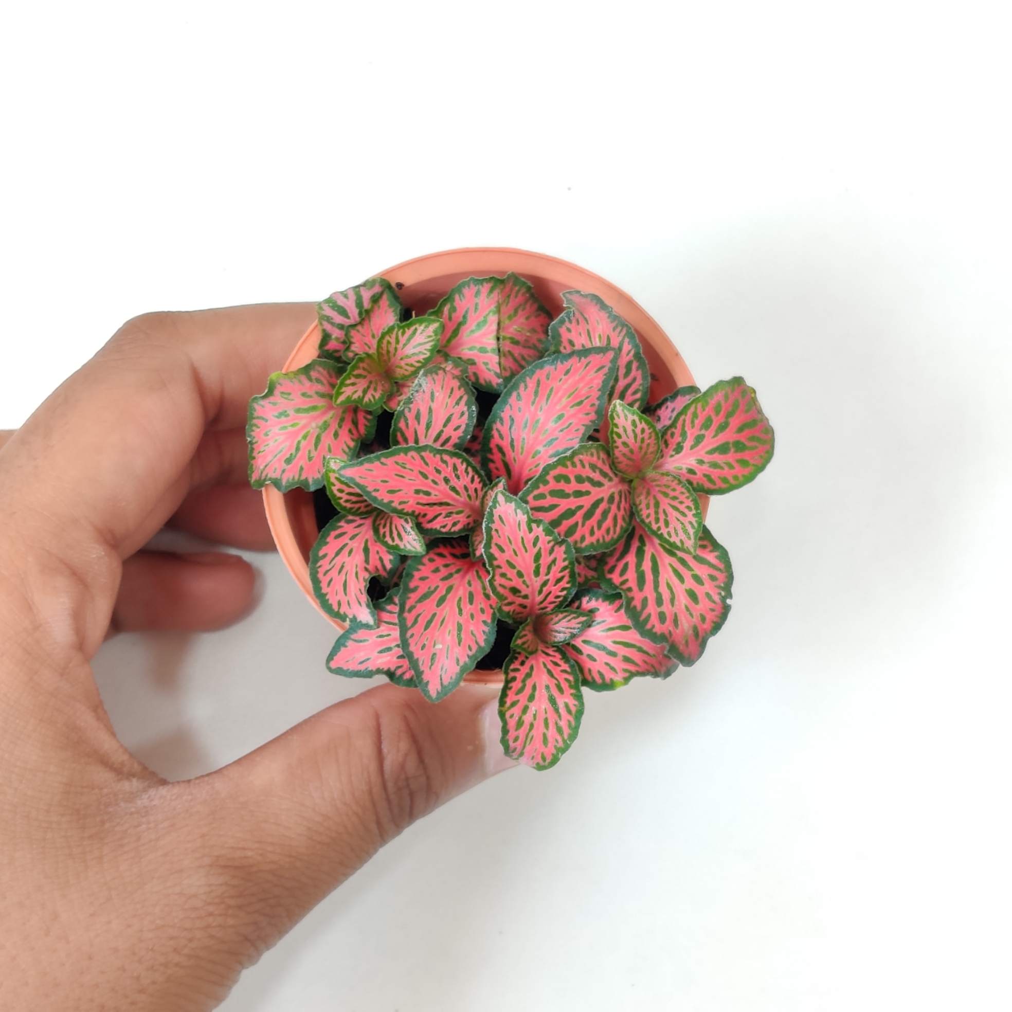 Fittonia 'Red Cloud Plant 5.5 cm pot