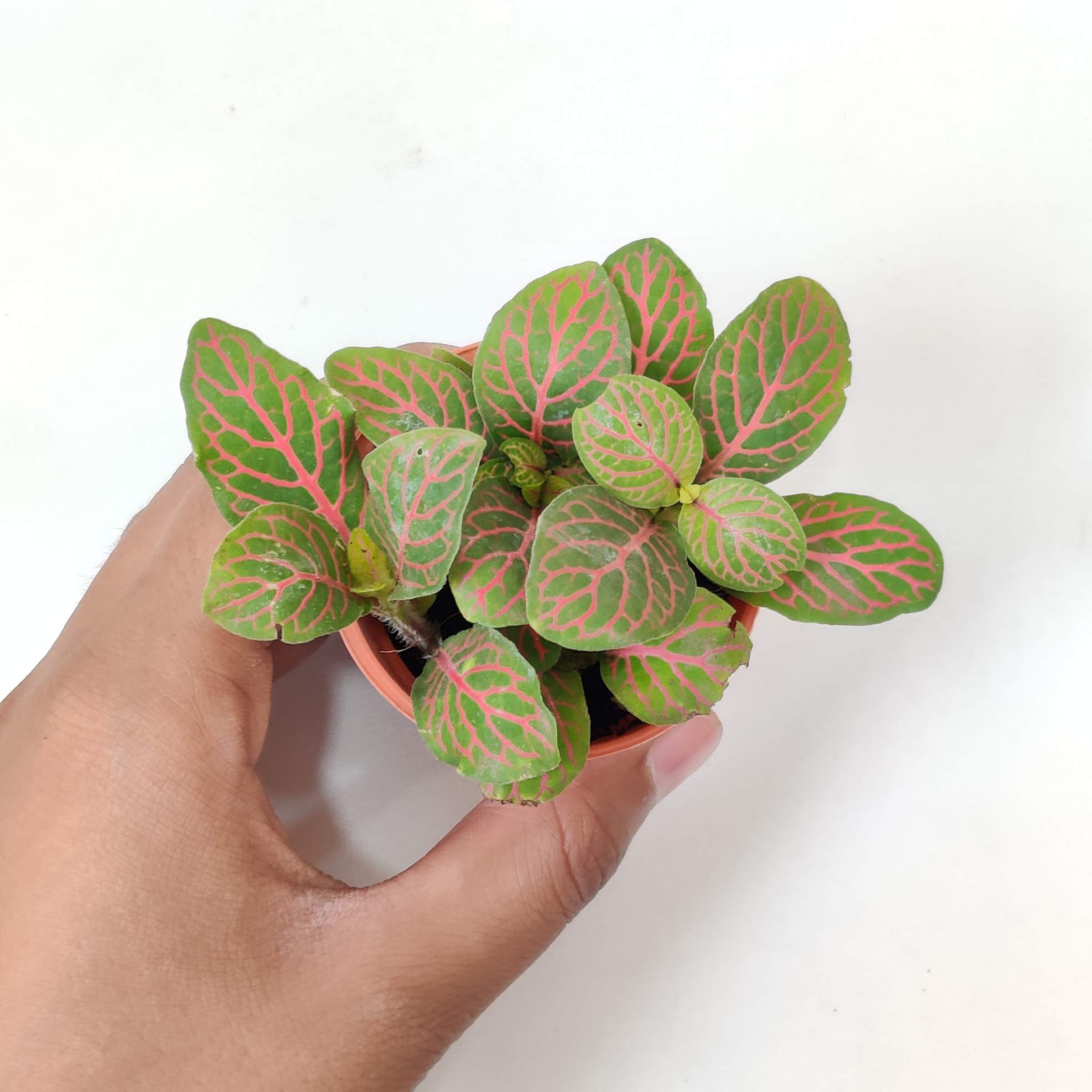 Fittonia 'Red Vein Plants 5.5 cm pot