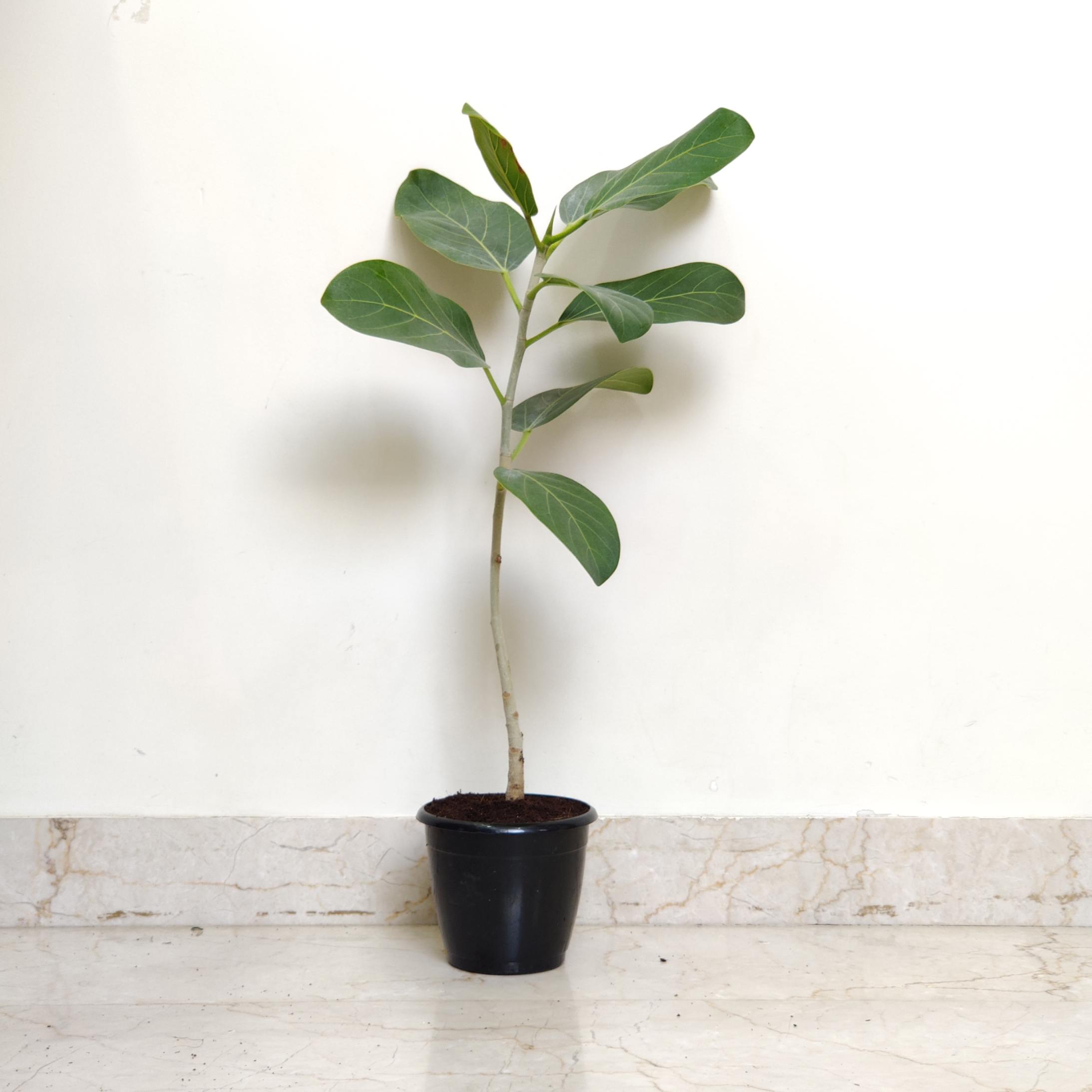 Ficus Audrey Banyan or Bargad tree.Plants 12 cm pot
