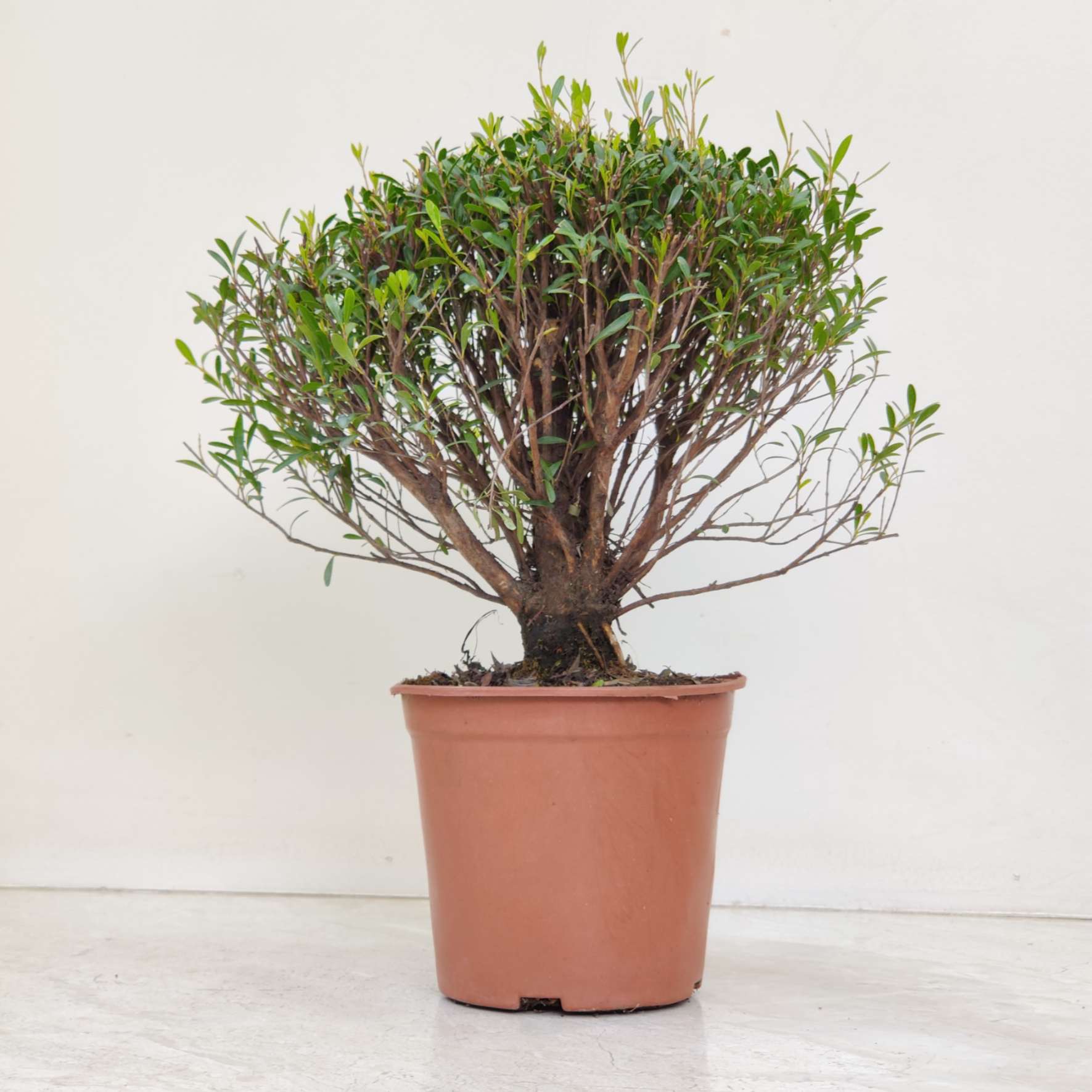 Syzgium Buxifolium 12 cm pot