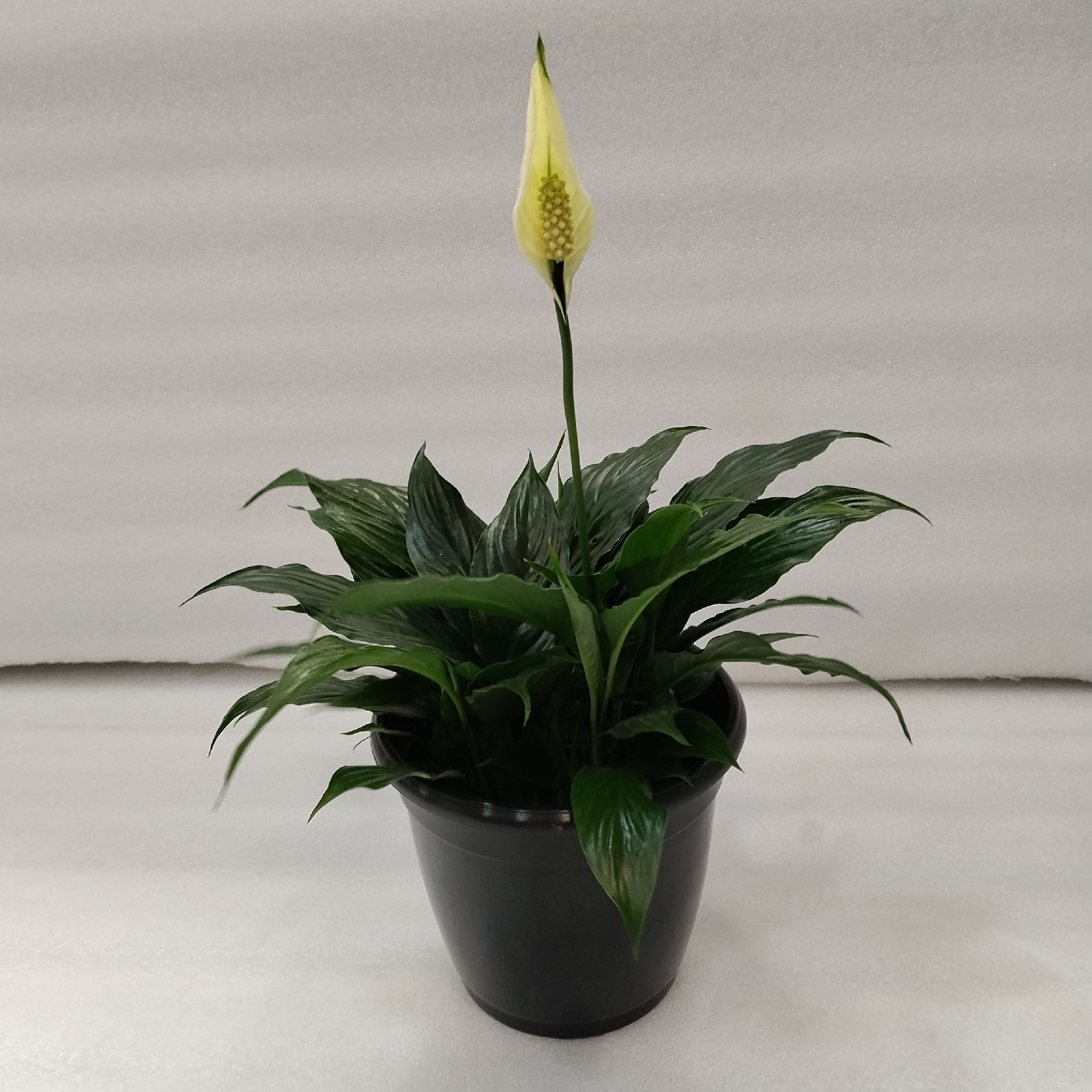 CAPPL- Diamond 17 cm Black Nursery Pot (7 Inch)