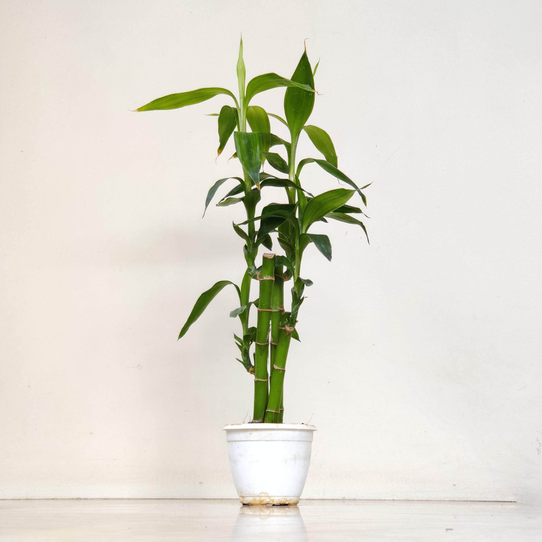 Lotus Bamboo 8.5 cm pot