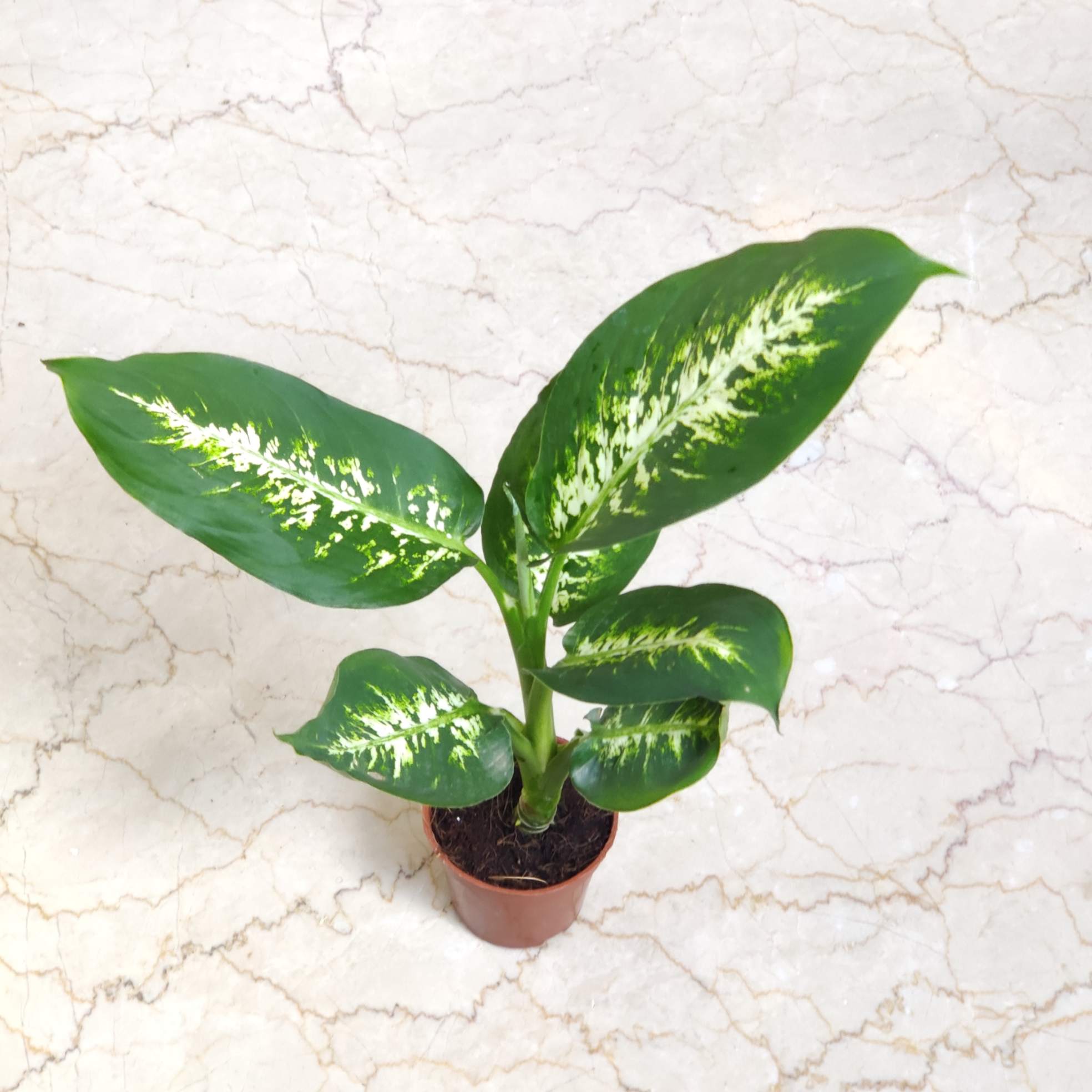 Dieffenbachia 'Amy' Plants 10 cm pot