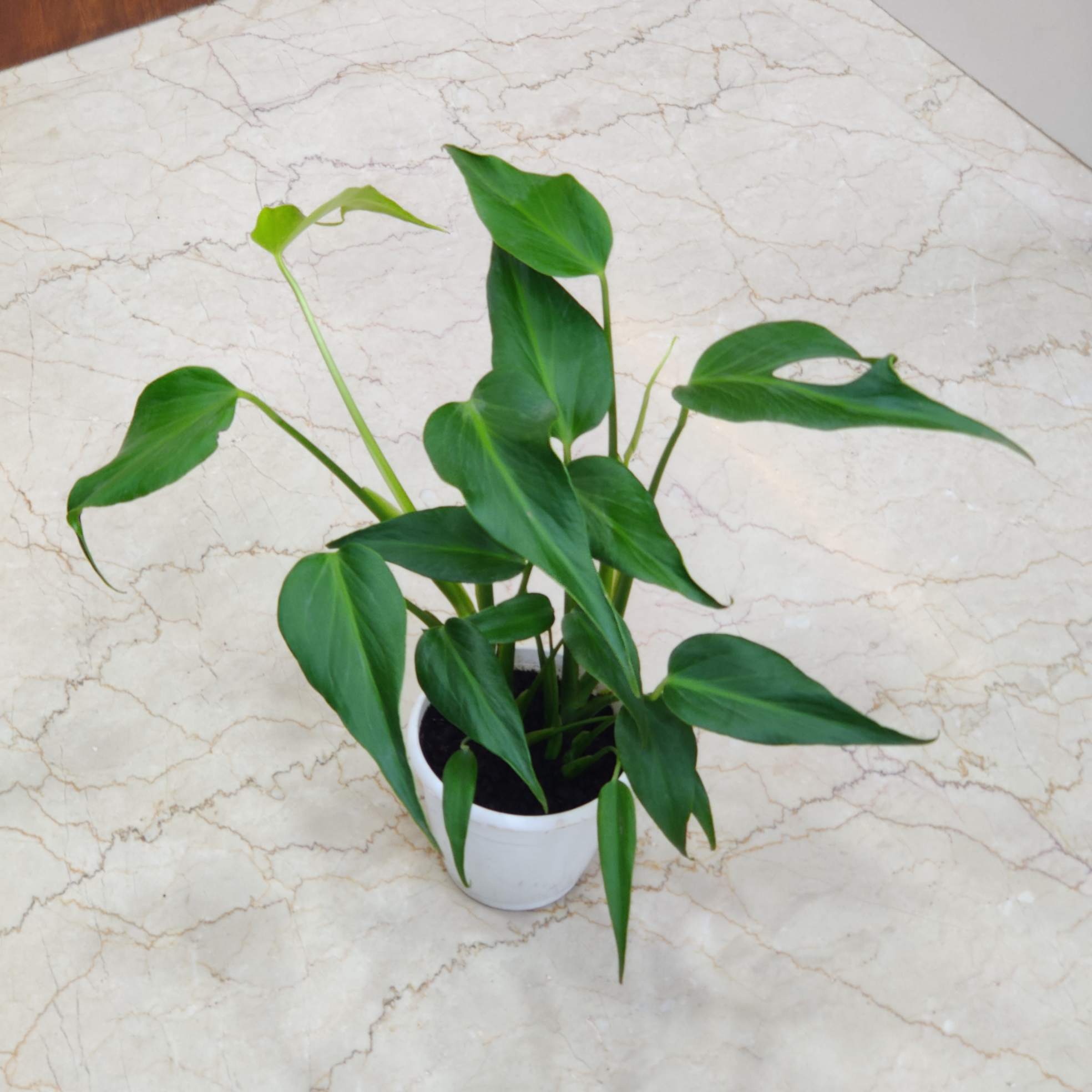 Monstera Burle Marx Flame Plants 15 cm pot