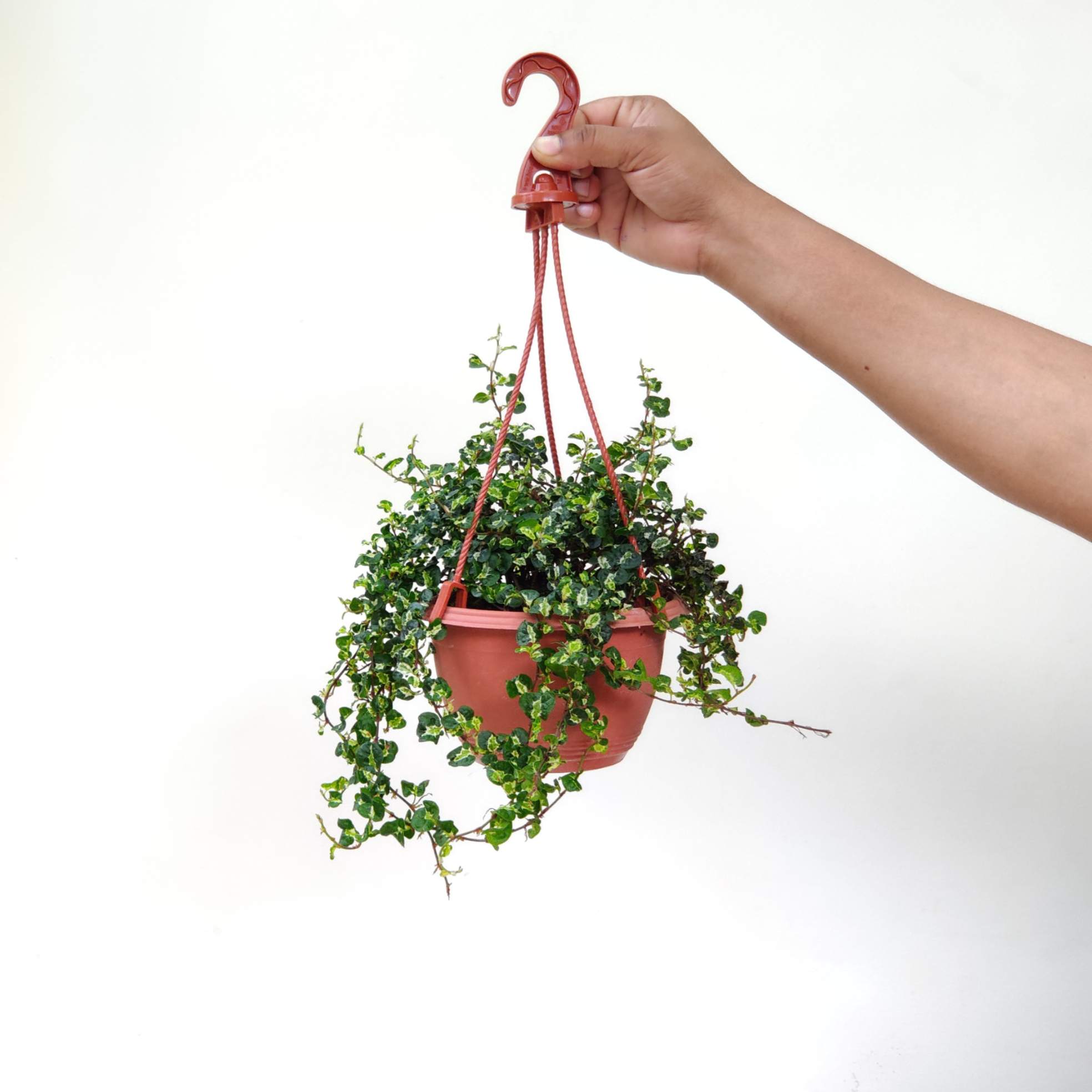 Ficus Pumila Mini Krinkle Hanging Plant 15 cm Pot