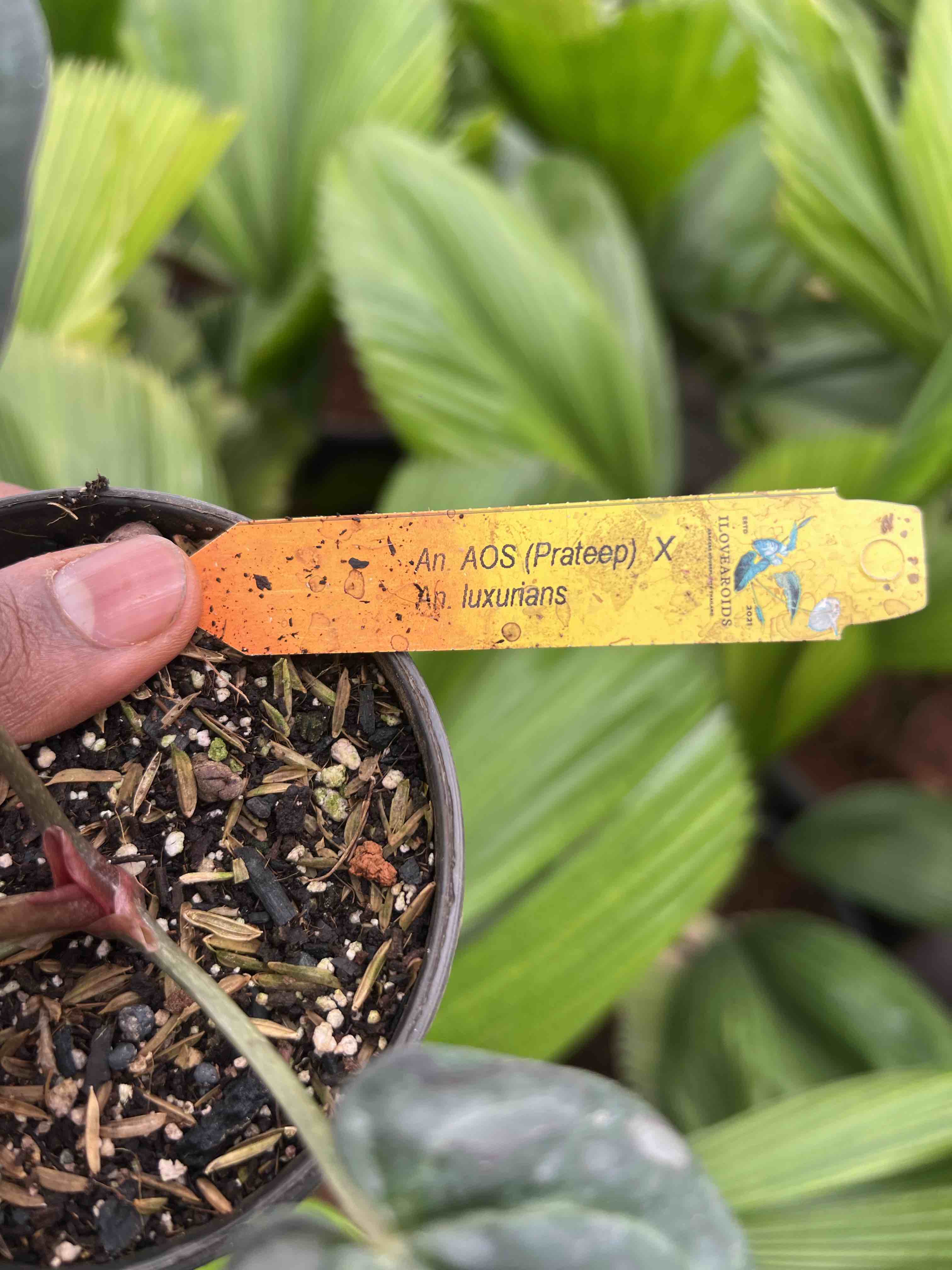 Anthurium Aos Prateep x Luxurains | Paradise Tropicals