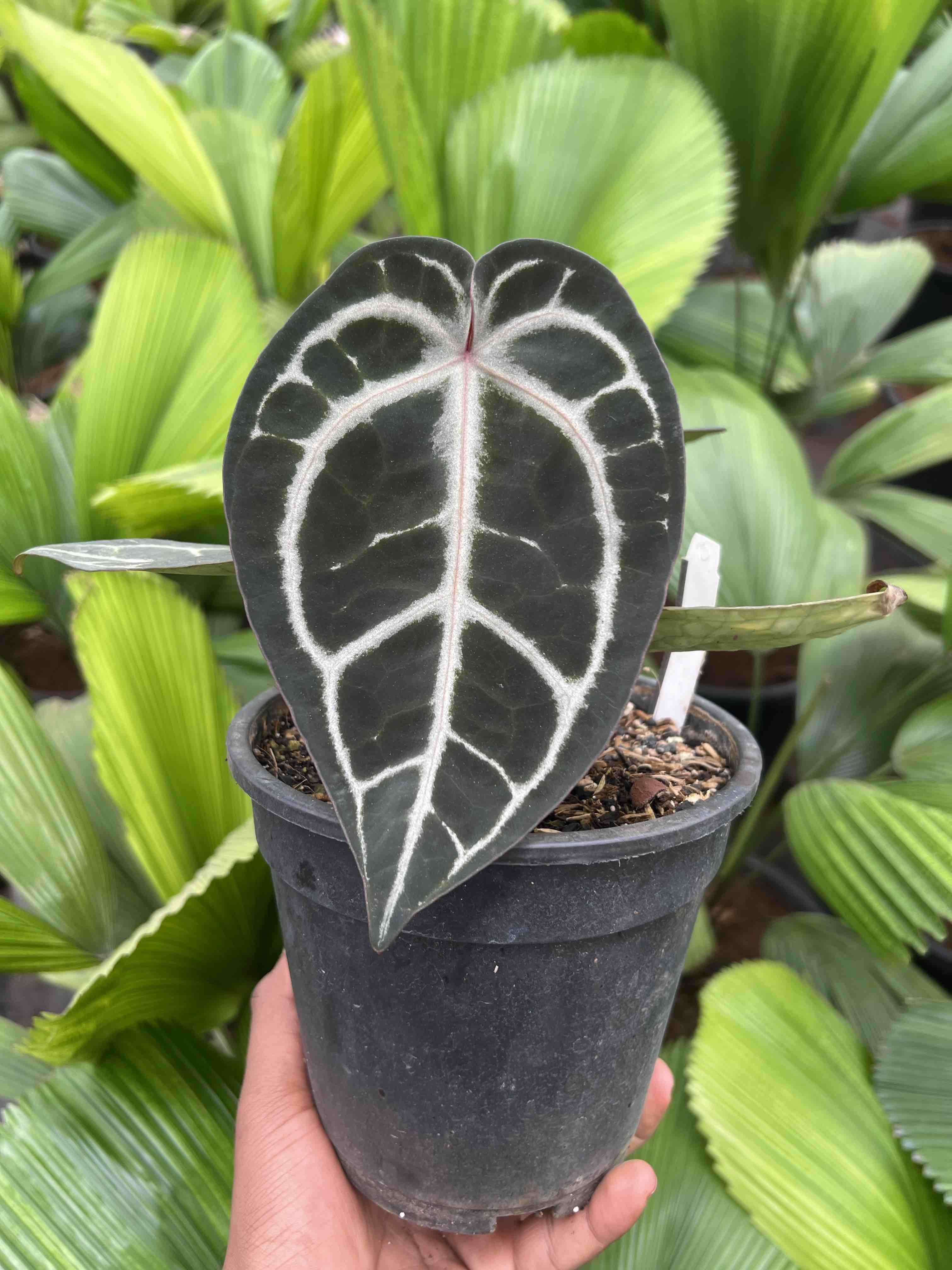 Anthurium Basseae aff x Wonderboy X Michelle | Paradise