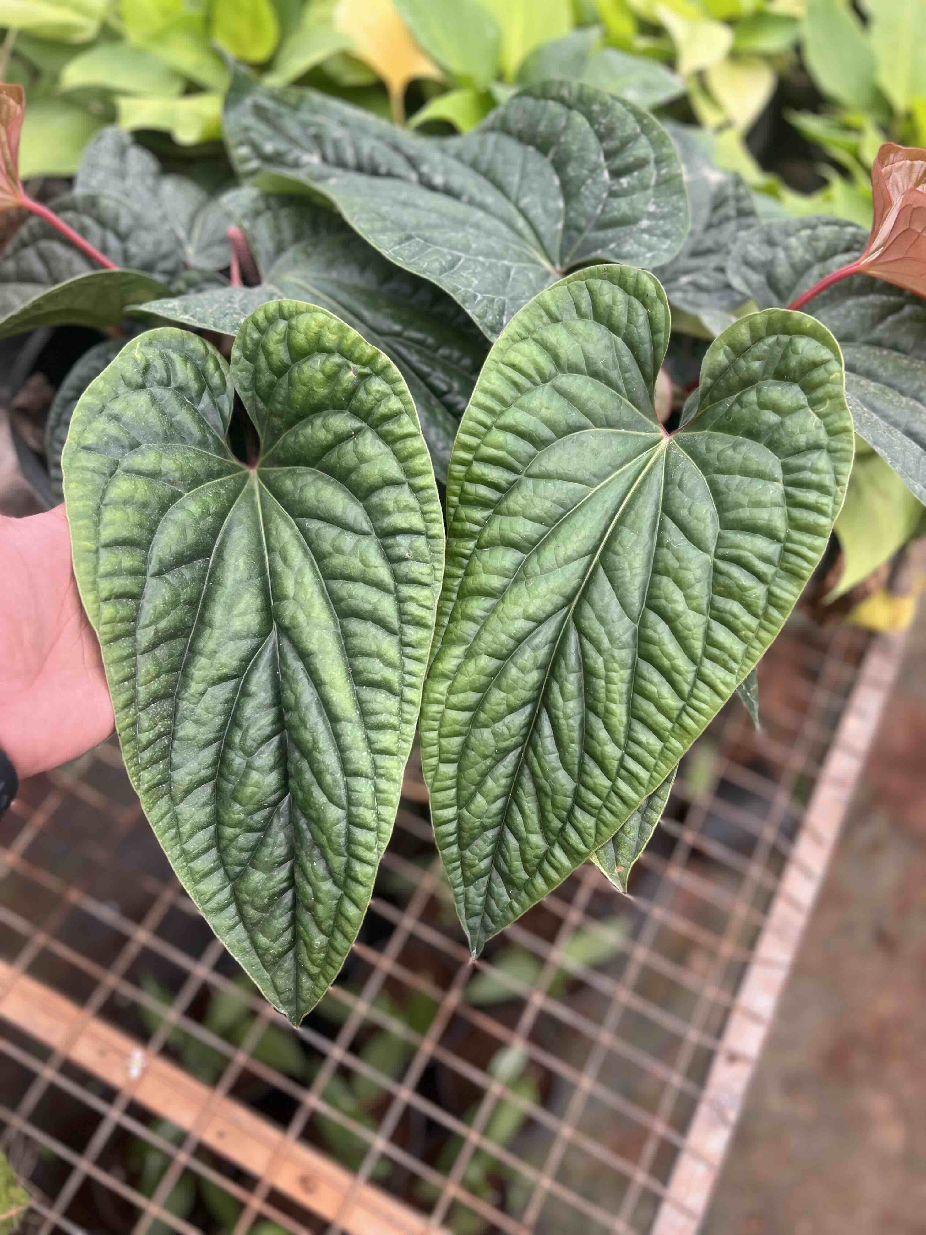 その他観葉植物 Anthurium Michelle x Wonderboy Anthurium wonder boy x michelle #anthurium