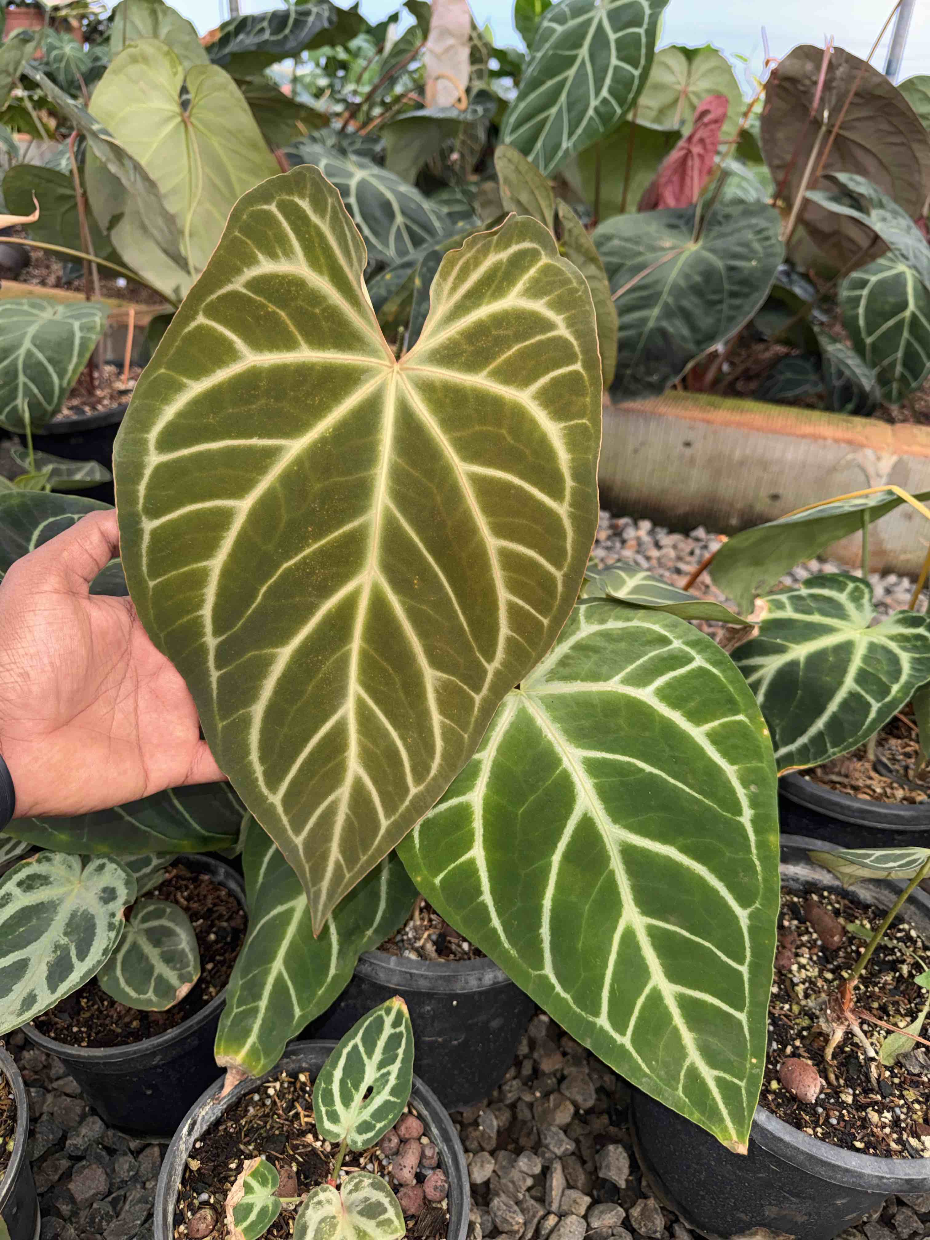 Paradise Tropicals | Paradise Tropicals