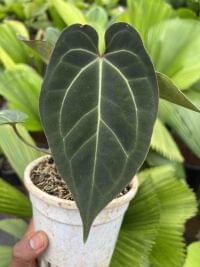 Anthurium Michelle x Wonderboy