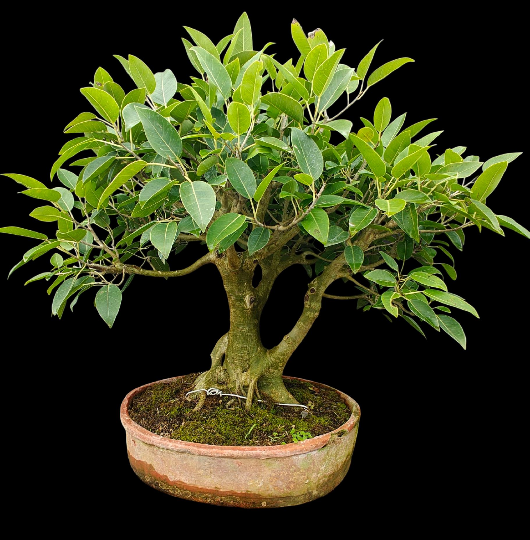 Oglim bilan jinsiy aloqa qilish tajribasi Paypoq ichida porno