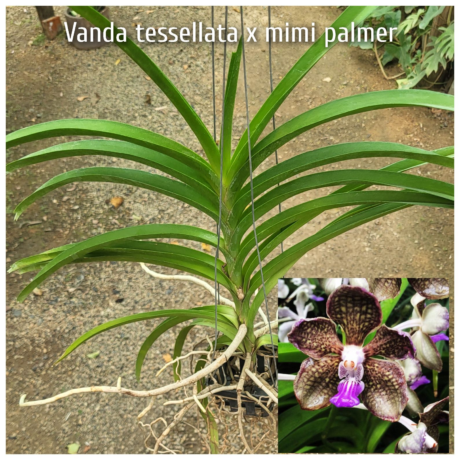 vanda somsri pink x kulwadee fragrance mr x | Vivero Waly cj