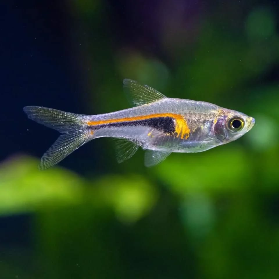RASBORAS | Vice Aquatics