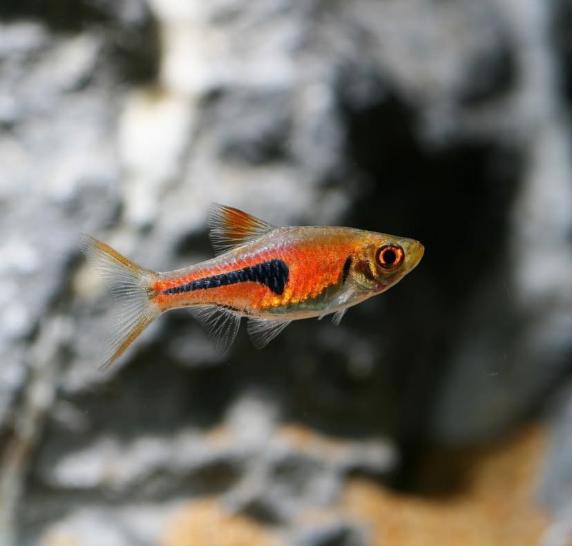 RASBORAS | Vice Aquatics