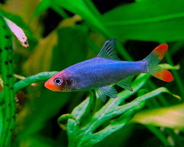 RASBORAS | Vice Aquatics