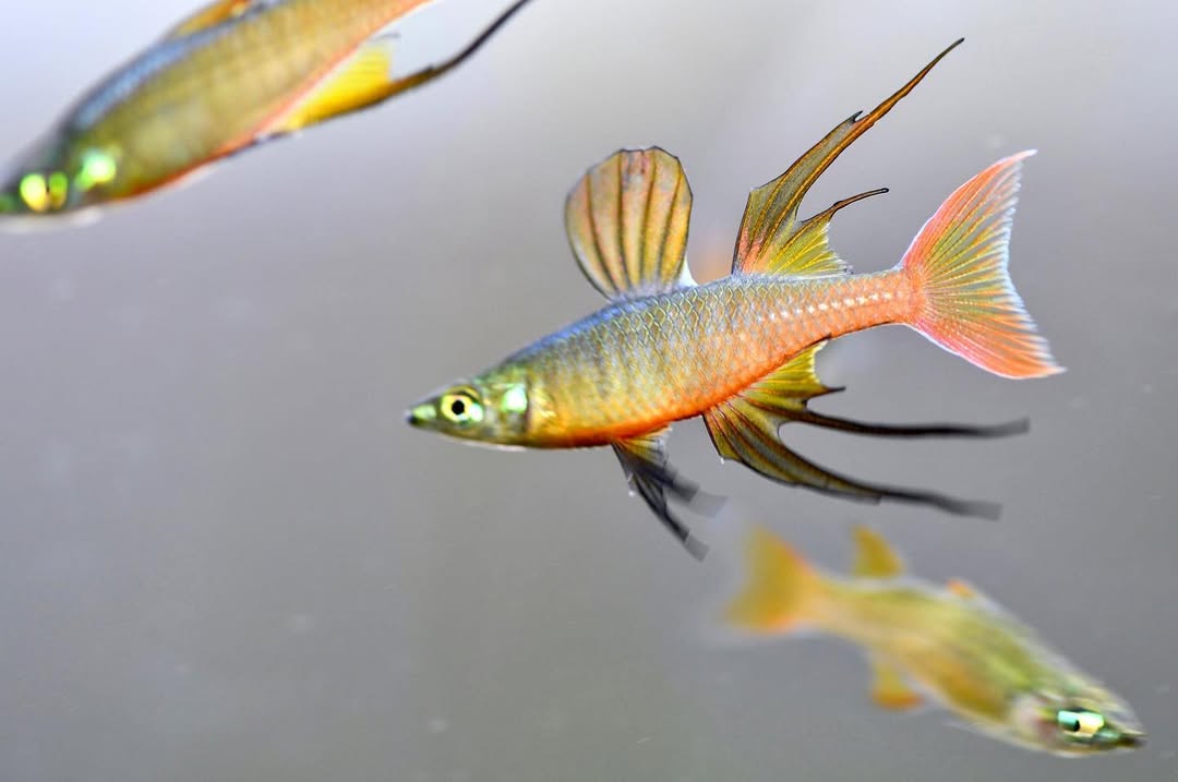 Threadfin RAINBOW FISH'S | Vice Aquatics