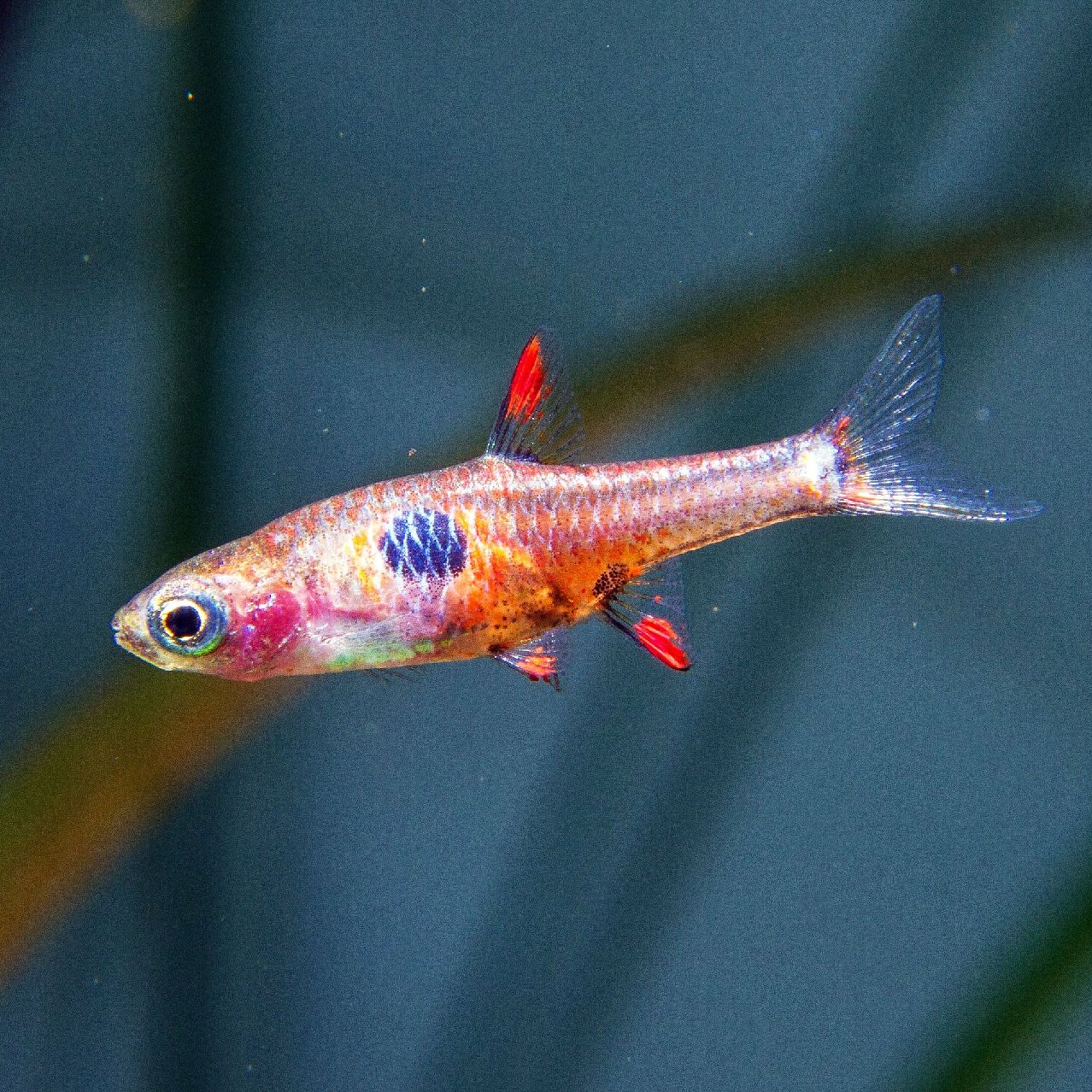 RASBORAS | Vice Aquatics