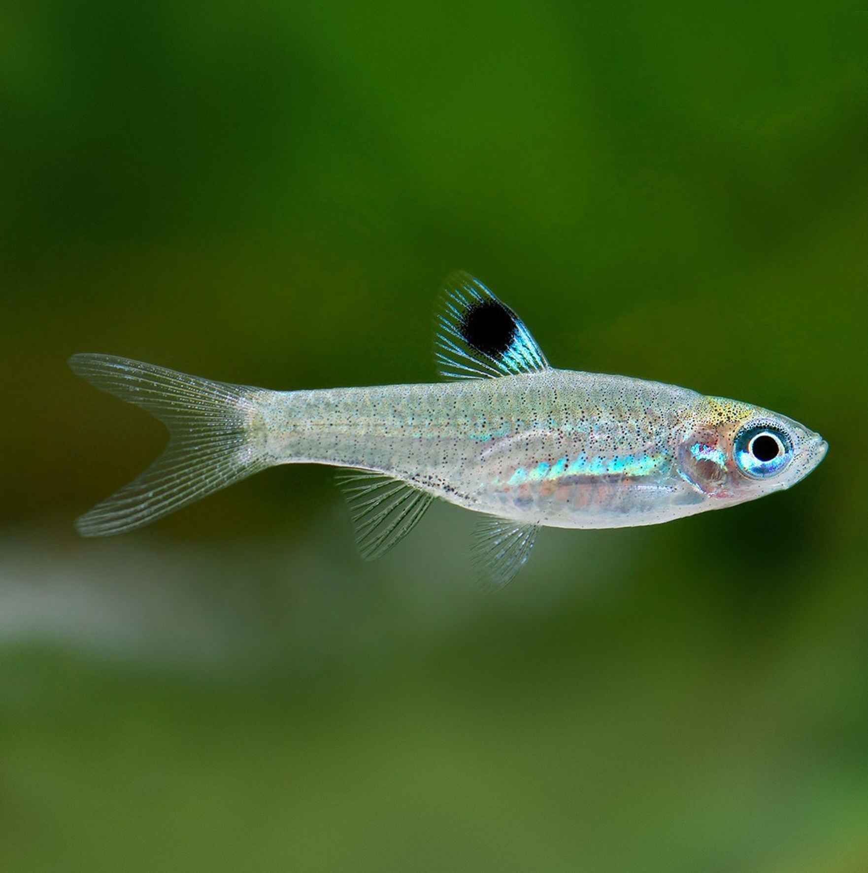 Eye Spot Rasbora (2cm) | Vice Aquatics