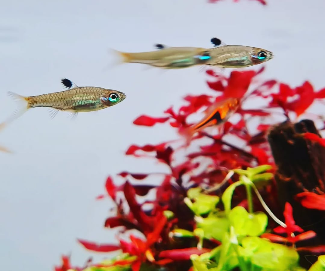 Eye Spot Rasbora (2cm) | Vice Aquatics