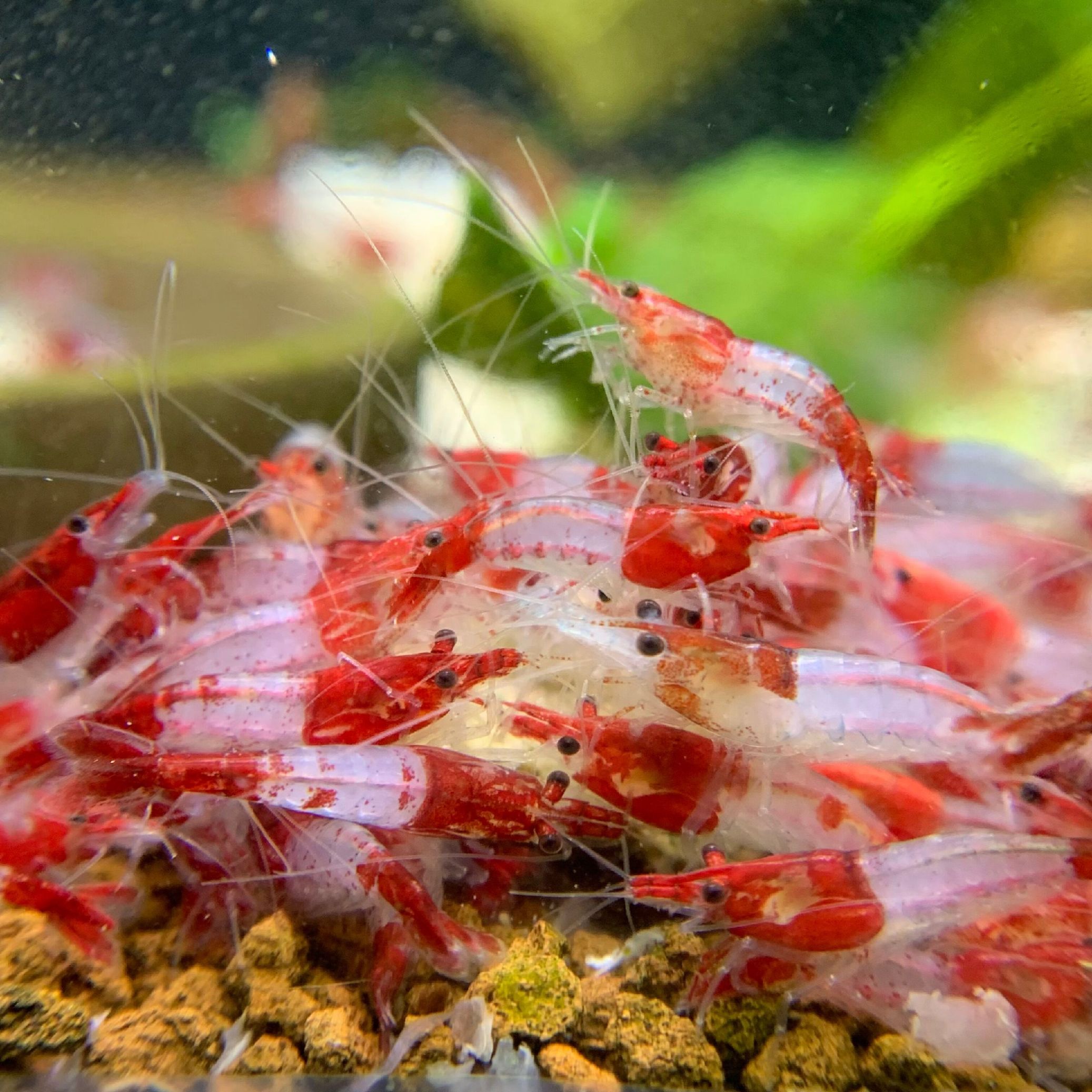 Red Ril Red Rilli Shrimp | Vice Aquatics