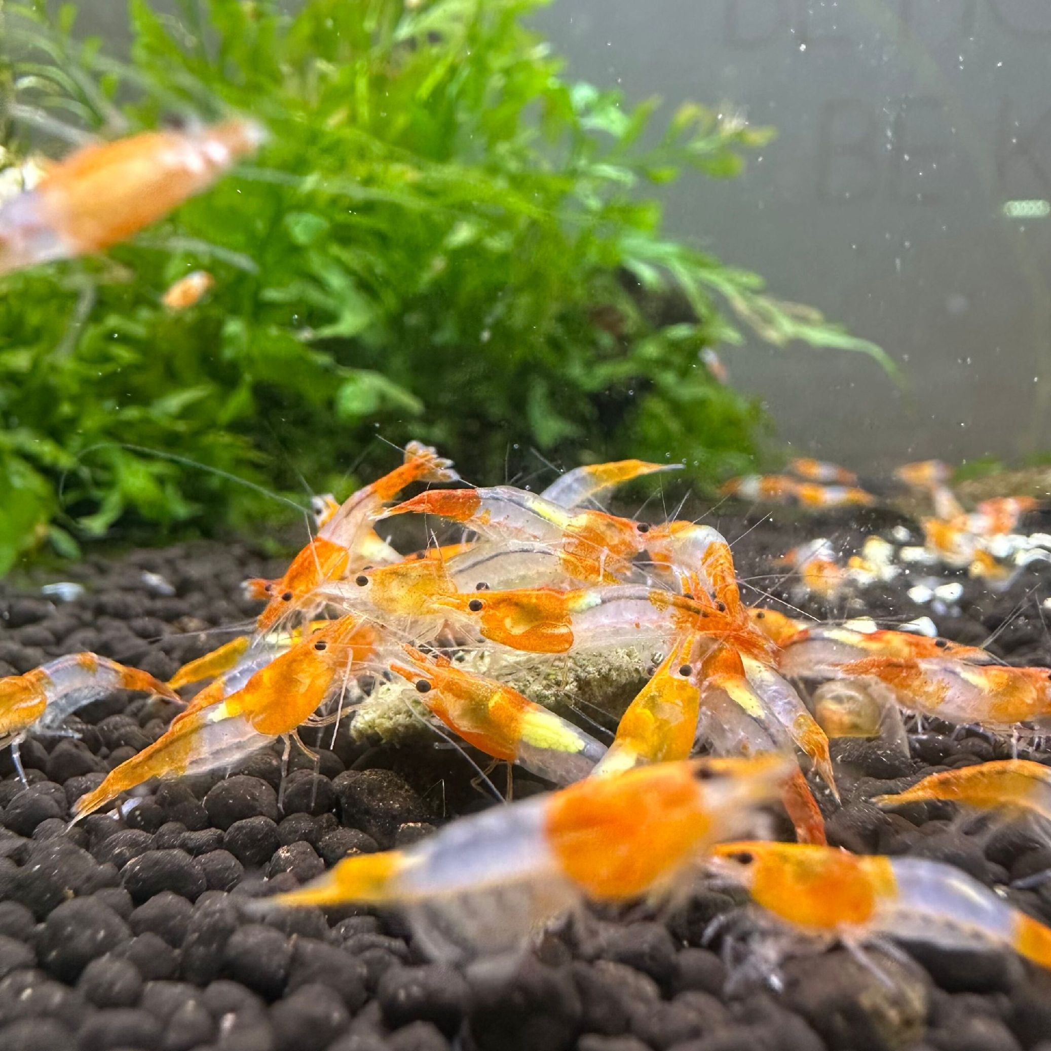 Orange Racing Vice Orange Rilli Shrimp | Vice Aquatics