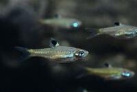 Eye Spot Rasbora (2cm) | Vice Aquatics