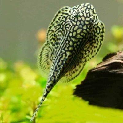 Vagya Fish Vice Aquatics