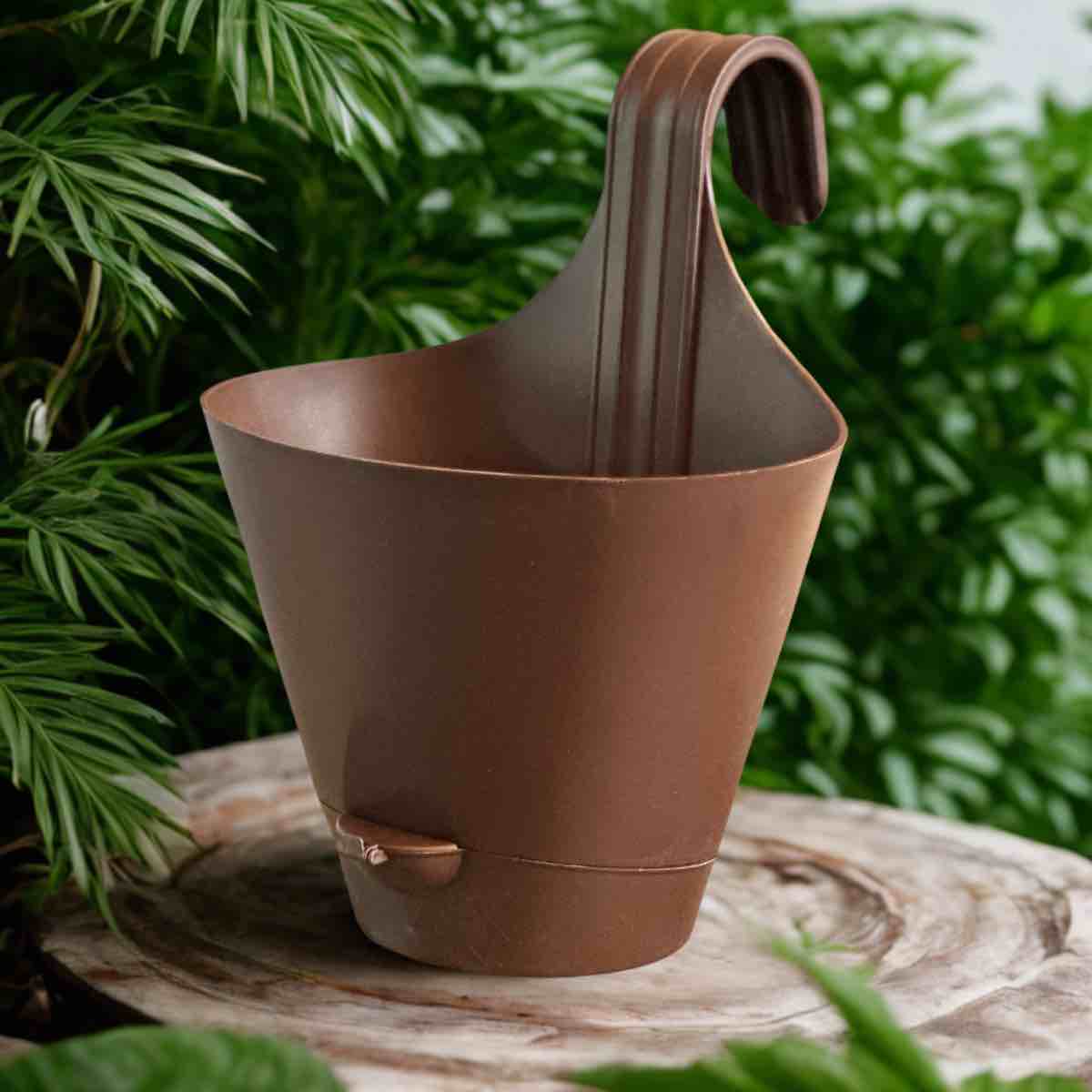elephant bush vs jade plant Shop 'Elephant bush - Portulacaria afra' Care and Info